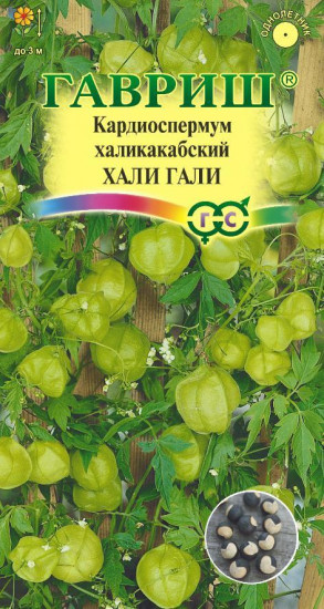 Кардиоспермум халикакабский  «Хали-Гали»