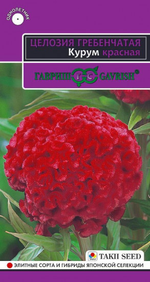 Целозия гребенчатая «Курум красная»