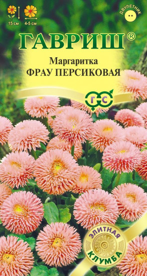 Маргаритка «Фрау персиковая»