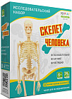 Набор исследовательский «Скелет человека»