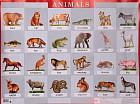 Animals. Животные Наглядное пособие для школы