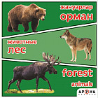 Жануарлар. Животные. Лес