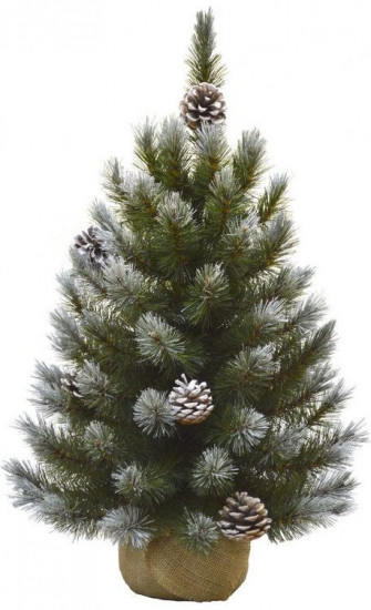 Сосна декоративная с шишками