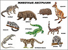 Плакат. Животные Австралии