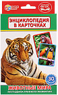 Карточки развивающие «Животные мира»
