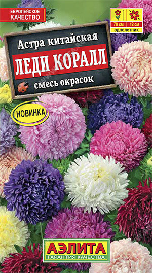 Астра  «Леди Коралл»