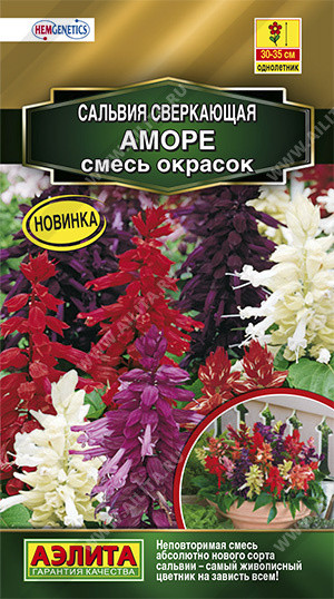 Сальвия «Аморе»