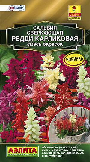 Сальвия «Редди карликовая»