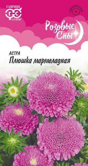 Астра «Плюшка мармеладная»