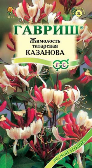 Жимолость татарская «Казанова»