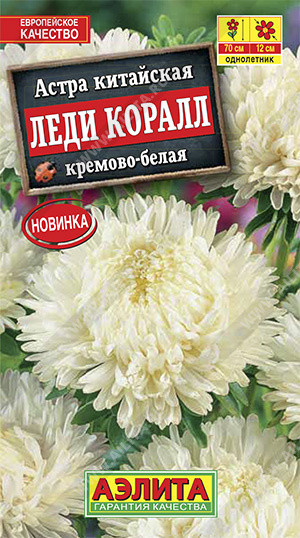 Астра «Леди Коралл кремово-белая»