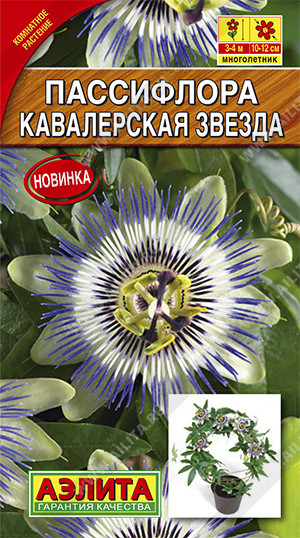 Пассифлора «Кавалерская звезда»