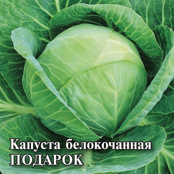 Капуста белокочанная «Подарок» | Фермерское подворье | Гавриш