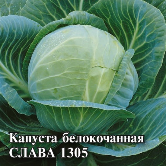 Капуста белокочанная «Слава 1305»