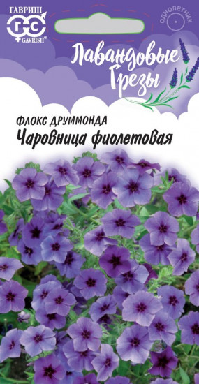 Флокс Друммонда «Чаровница фиолетовая»
