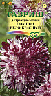 Астра «Помпон бело-красный»