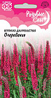 Вероника длиннолистная «Очарование»