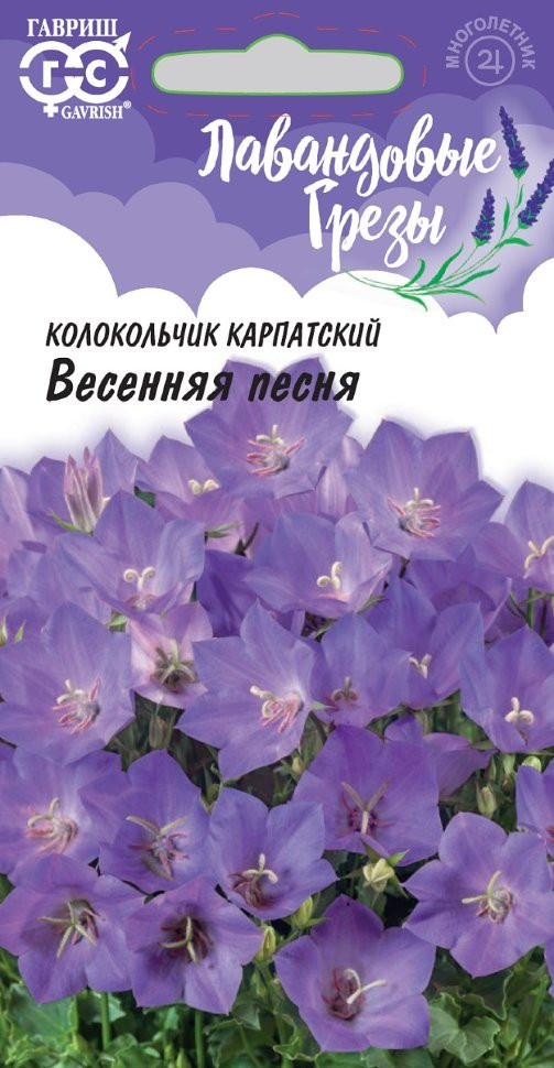 Колокольчик карпатский «Весенняя песня» | Лавандовые грёзы | Гавриш