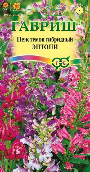 Пенстемон гибридный «Энтони»