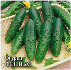 Огурец «Феникс»