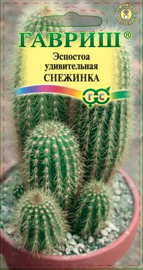 Эспостоа удивительная «Снежинка»