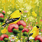 Картина по номерам «Иволги»