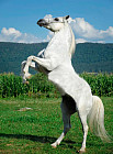 Картина по номерам «Белый конь»