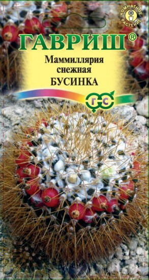 Маммиллярия снежная «Бусинка»