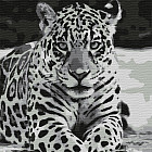 Картина по номерам «Ягуар»