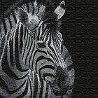 Картина по номерам «Зебра»