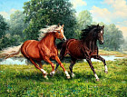 Картина по номерам «Лошадиный аллюр»