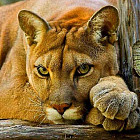 Алмазная мозаика 3D с нанесенной рамкой «Пума»