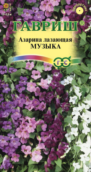 Азарина «Музыка»