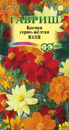 Космея «Юля»