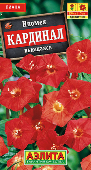 Ипомея «Кардинал вьющаяся»