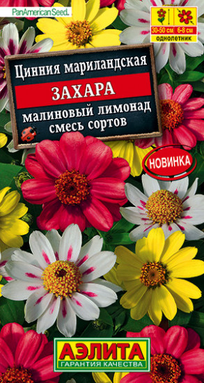 Цинния «Захара малиновый лимонад»