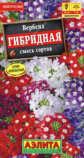 Вербена гибридная