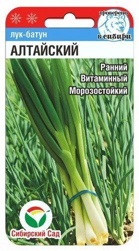 Лук батун «Алтайский»