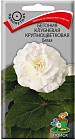 Бегония белая клубневая