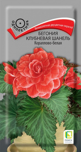 Бегония кораллово-белая клубневая «Шанель» | Поиск