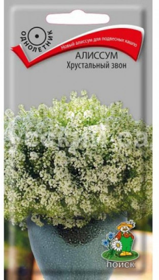 Алиссум «Хрустальный звон»