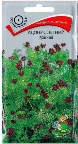 Адонис «Летний красный»