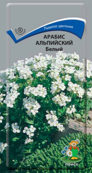 Арабис «Альпийский белый»