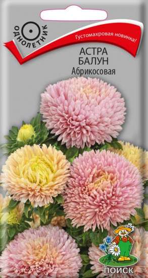 Астра «Балун абрикосовая»
