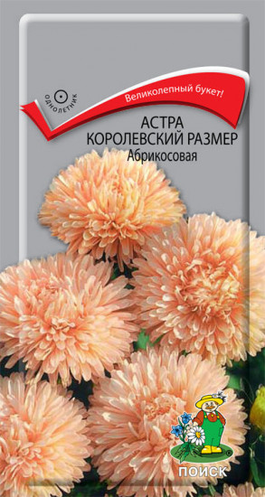 Астра «Королевский размер. Абрикосовая»
