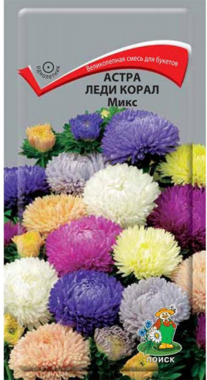 Астра «Леди Корал Микс»