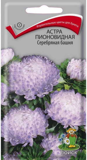 Астра пионовидная «Серебряная башня»