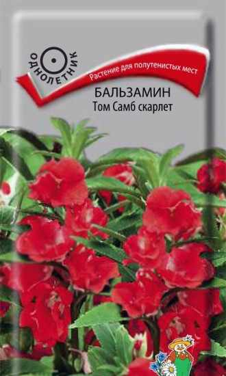 Бальзамин «Том Самб Скарлет»