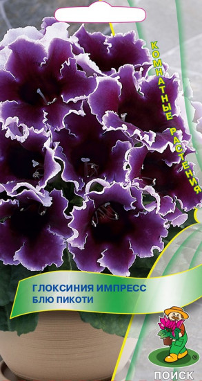 Глоксиния импресс «Блю пикоти»