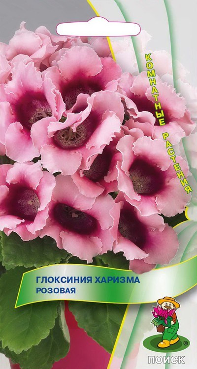 Глоксиния «Розовая» | Поиск